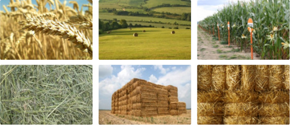Agro biomasa